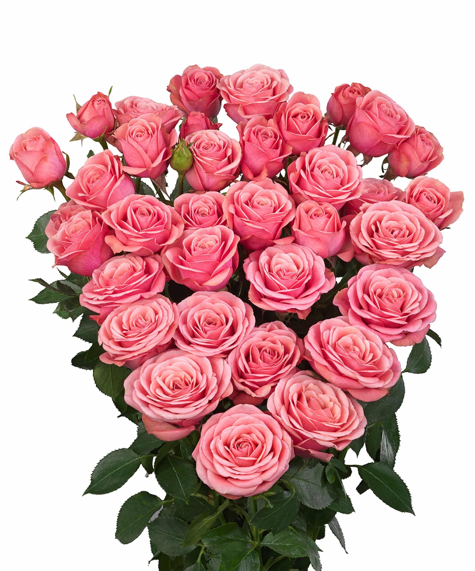 Send flowers to Philippines, Flower delivery Philippines, Send roses to Philippines Flower shop Philippines Pink Roses Bouquet