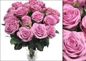 Romantic Ecuadorian Lavender Rose In Vase