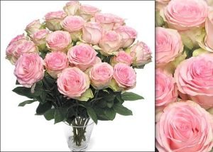 Blushing Pink Ecuadorian Roses