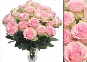 Blushing Pink Ecuadorian Roses