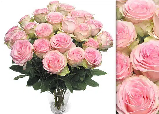 Send flowers to Philippines, Flower delivery Philippines, Send roses to Philippines Flower shop Philippines Blushing Pink Ecuadorian Roses