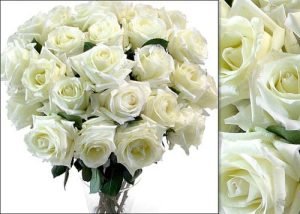 Ecuadorian White Roses