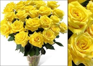 Ecuadorian Yellow Roses