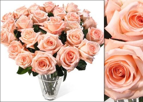 Engagement Ecuadorian Roses In Vase