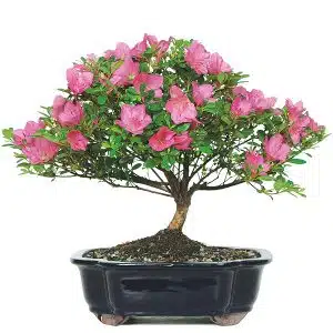Satsuki Azalea Bonsai