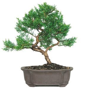 Shimpaku Juniper Bonsai