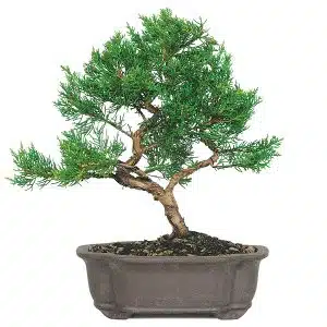 Shimpaku Juniper Bonsai