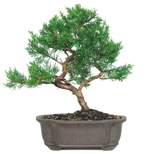 Shimpaku Juniper Bonsai