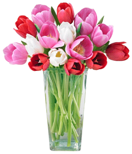 MultiColor Tulip