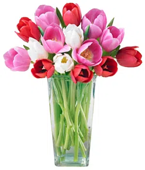 MultiColor Tulip