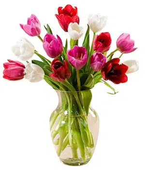 Heart pounding Tulip