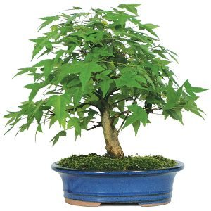 Trident Maple Bonsai