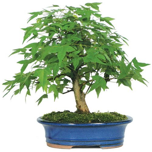Trident Maple Bonsai
