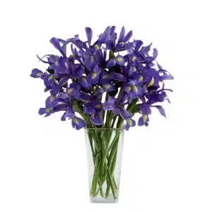 25 Iris