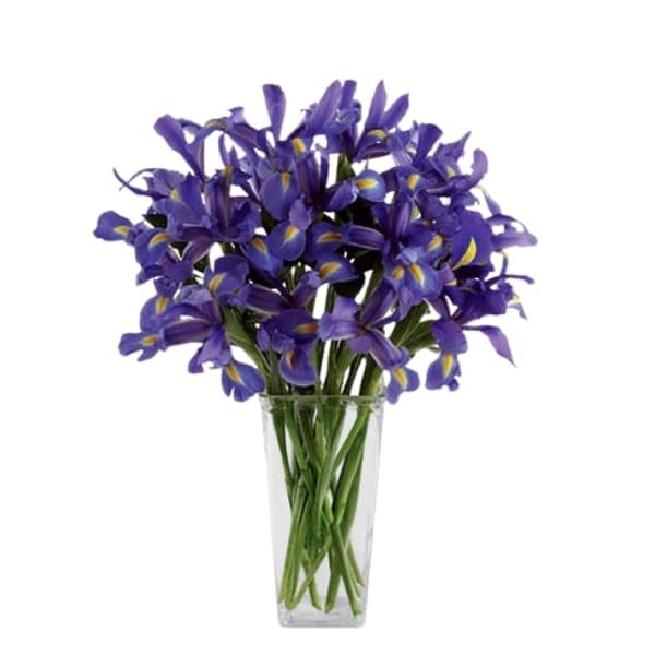 Send flowers to Philippines, Flower delivery Philippines, Send roses to Philippines Flower shop Philippines 25 Iris