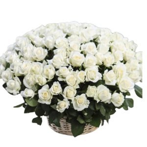 3 Dozen White Roses in Basket