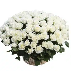 3 Dozen White Roses in Basket