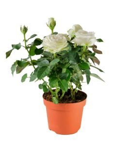 White Mini Roses in Pot
