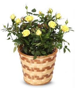 Yellow Mini Roses In Pot