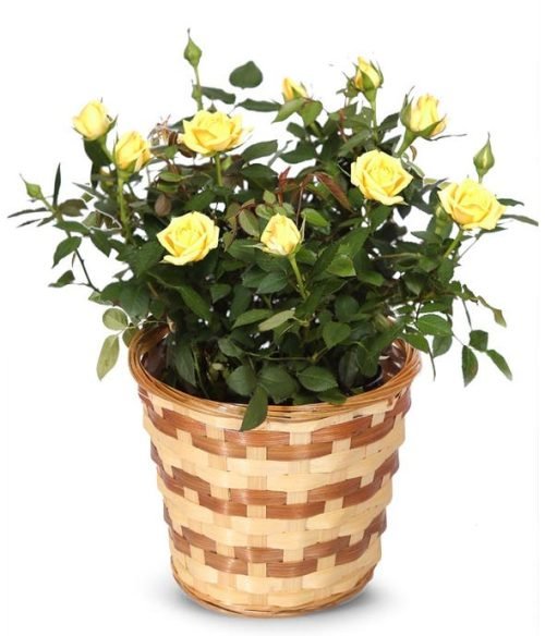 Yellow Mini Roses In Pot