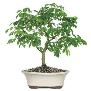 Brazilian Rain Tree