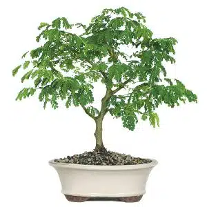 Brazilian Rain Tree