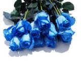 IMPORTED Blue ROSES