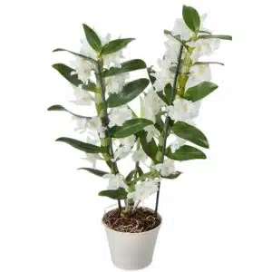 Inherent Orchid