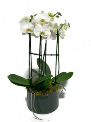 Phalaenopsis Orchid