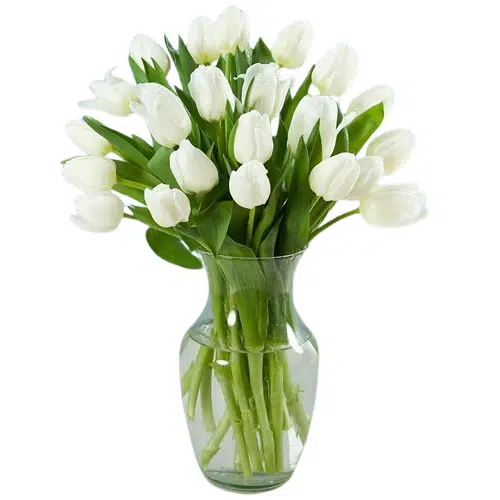 white tulips to philippines