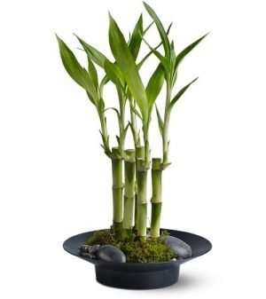 lucky bamboo