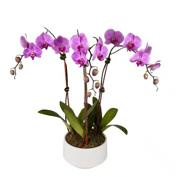 Send flowers to Philippines, Flower delivery Philippines, Send roses to Philippines Flower shop Philippines Purple Phalaenopsis Orchid