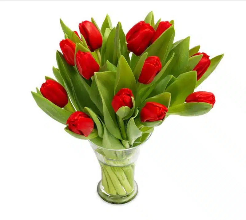 Send flowers to Philippines, Flower delivery Philippines, Send roses to Philippines Flower shop Philippines Classic Red Tulip in Vase