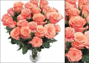 Ecuadorian Peach Roses