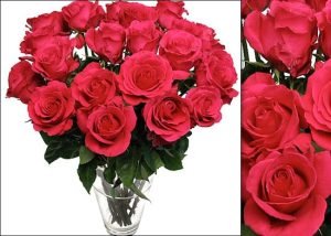 Classic Red Ecuadorian Roses