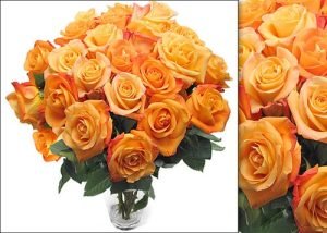 Exquisite Ecuadorian Roses