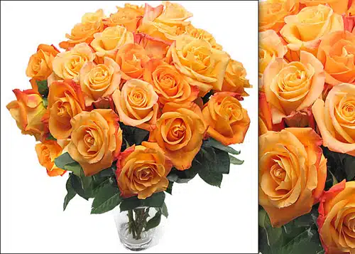 Exquisite Ecuadorian Roses