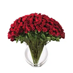 100 Red Roses in Vase